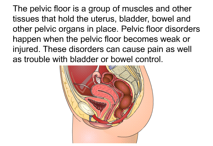 The pelvic floor is a group of muscles and other tissues that hold the uterus, bladder, bowel and other pelvic organs in place. Pelvic floor disorders happen when the pelvic floor becomes weak or injured. These disorders can cause pain as well as trouble with bladder or bowel control.