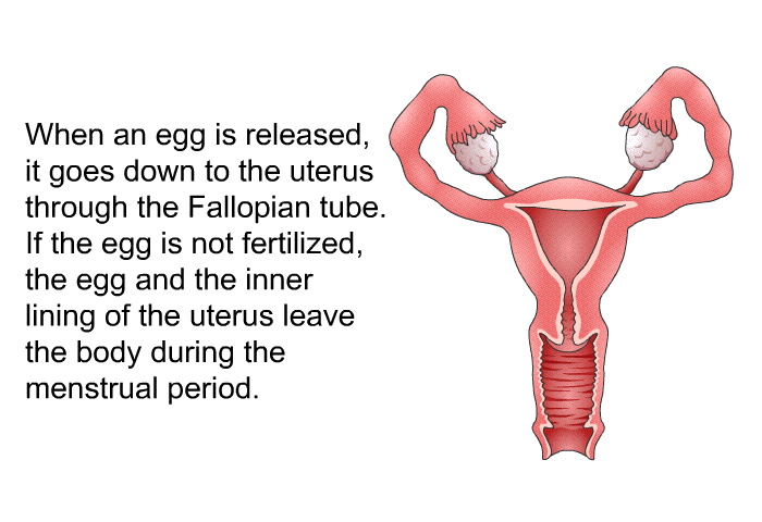 When an egg is released, it goes down to the uterus through the Fallopian tube. If the egg is not fertilized, the egg and the inner lining of the uterus leave the body during the menstrual period.