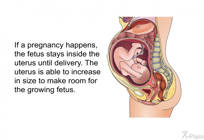 If a pregnancy happens, the fetus stays inside the uterus until delivery. The uterus is able to increase in size to make room for the growing fetus.