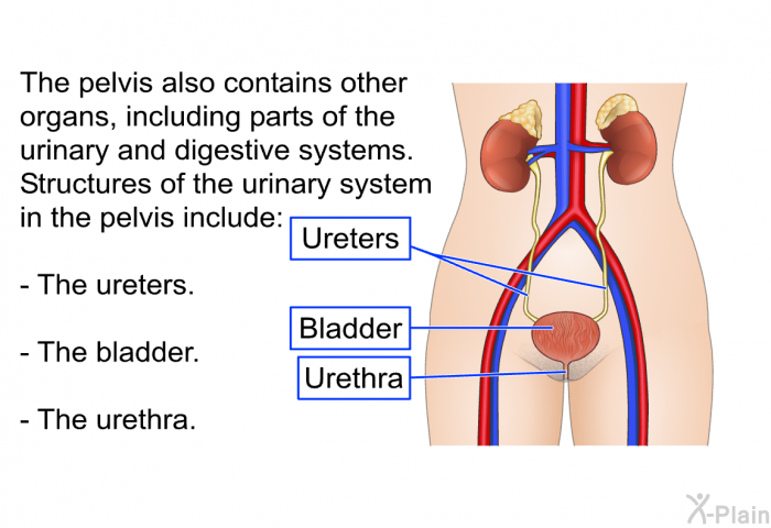 The pelvis also contains other organs, including parts of the urinary and digestive systems. Structures of the urinary system in the pelvis include:  The ureters. The bladder. The urethra.
