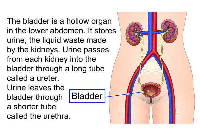 The bladder is a hollow organ in the lower abdomen. It stores urine, the liquid waste made by the kidneys. Urine passes from each kidney into the bladder through a long tube called a ureter. Urine leaves the bladder through a shorter tube called the urethra.