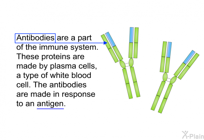 Antibodies are a part of the immune system. These proteins are made by plasma cells, a type of white blood cell. The antibodies are made in response to an antigen.