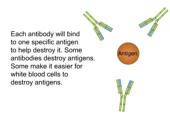 Each antibody will bind to one specific antigen to help destroy it. Some antibodies destroy antigens. Some make it easier for white blood cells to destroy antigens.
