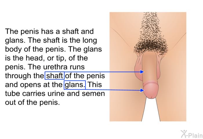 The penis has a shaft and glans. The shaft is the long body of the penis. The glans is the head, or tip, of the penis. The urethra runs through the shaft of the penis and opens at the glans. This tube carries urine and semen out of the penis.