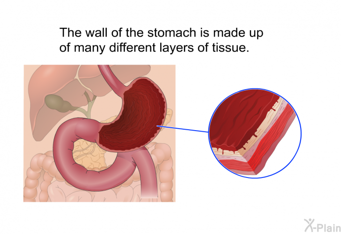 The wall of the stomach is made up of many different layers of tissue.