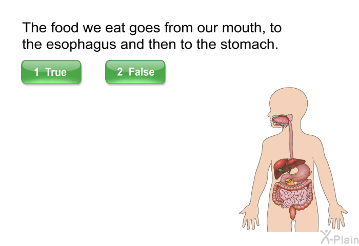 The food we eat goes from our mouth, to the esophagus and then to the stomach.