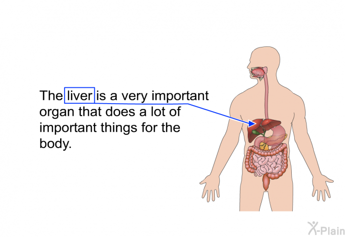 The liver is a very important organ that does a lot of important things for the body.