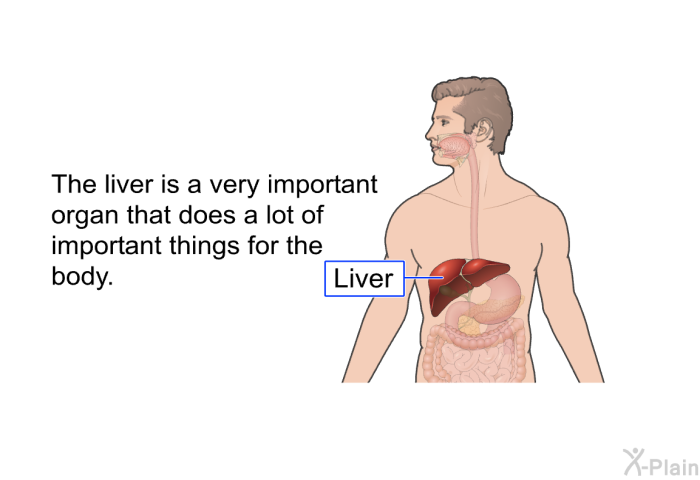 The liver is a very important organ that does a lot of important things for the body.