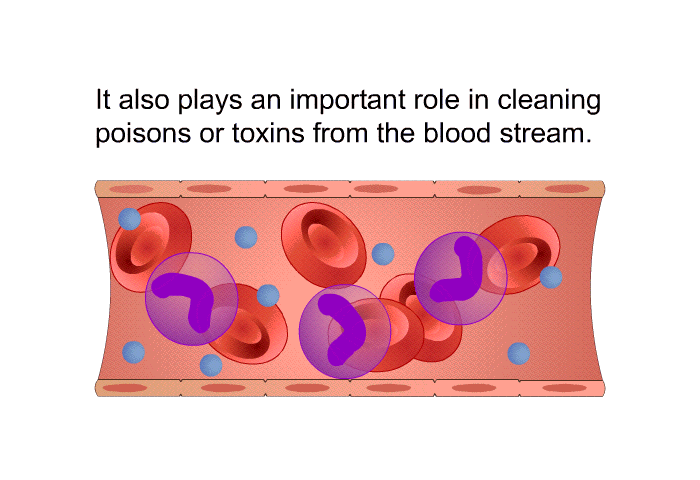 It also plays an important role in cleaning poisons or toxins from the blood stream.