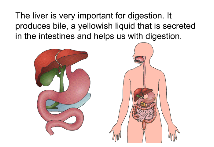 The liver is very important for digestion. It produces bile, a yellowish liquid that is secreted in the intestines and helps us with digestion.