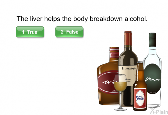 The liver helps the body breakdown alcohol.