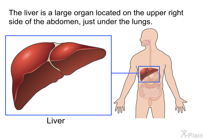 The liver is a large organ located on the upper right side of the abdomen, just under the lungs.