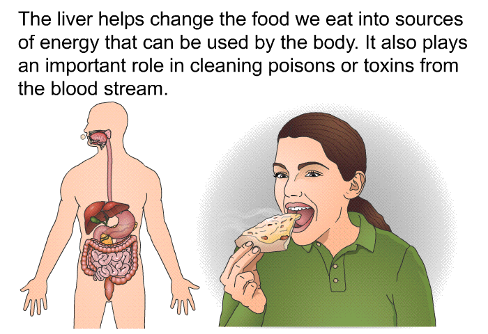 The liver helps change the food we eat into sources of energy that can be used by the body. It also plays an important role in cleaning poisons or toxins from the blood stream.