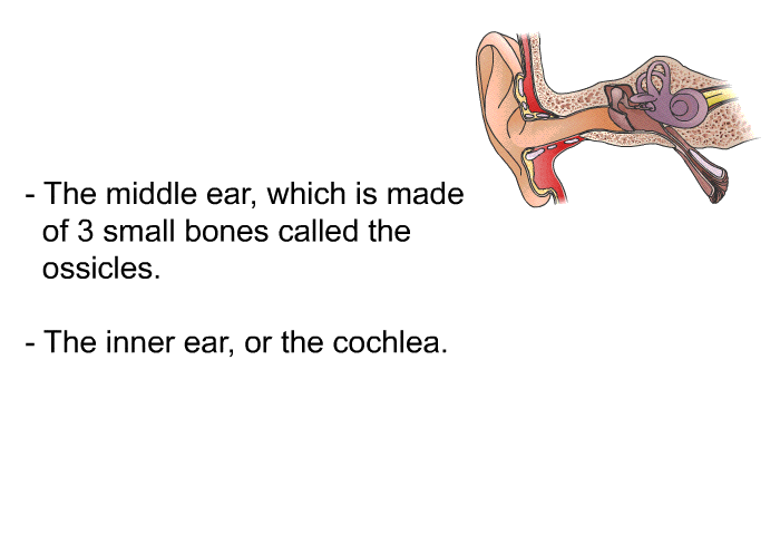 The middle ear, which is made of 3 small bones called the ossicles. The inner ear, or the cochlea.
