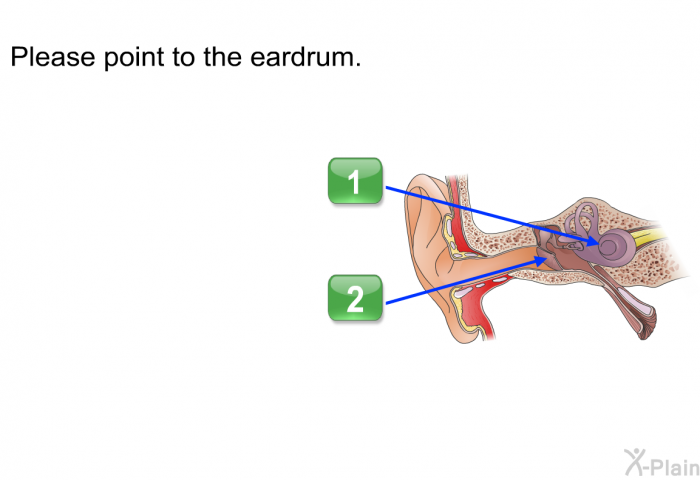 Please point to the eardrum.