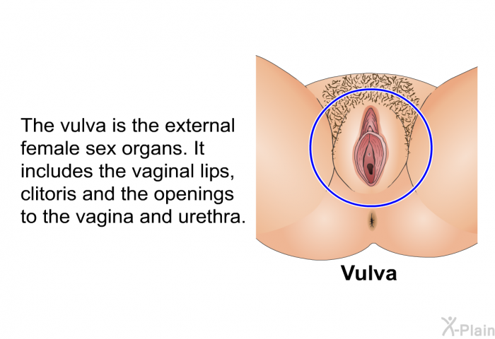 The vulva is the external female sex organs. It includes the vaginal lips, clitoris and the openings to the vagina and urethra.