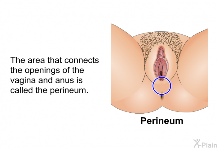 The area that connects the openings of the vagina and anus is called the perineum.