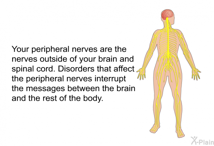 Your peripheral nerves are the nerves outside of your brain and spinal cord. Disorders that affect the peripheral nerves interrupt the messages between the brain and the rest of the body.