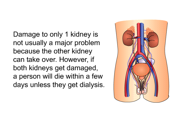 Damage to only 1 kidney is not usually a major problem because the other kidney can take over. However, if both kidneys get damaged, a person will die within a few days unless they get dialysis.