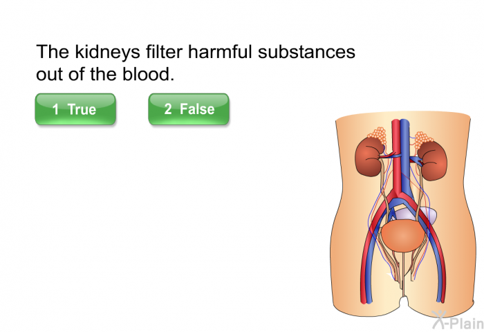 The kidneys filter harmful substances out of the blood.