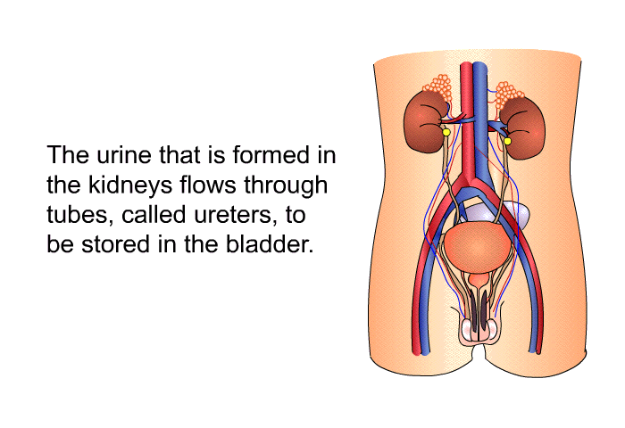 The urine that is formed in the kidneys flows through tubes, called ureters, to be stored in the bladder.