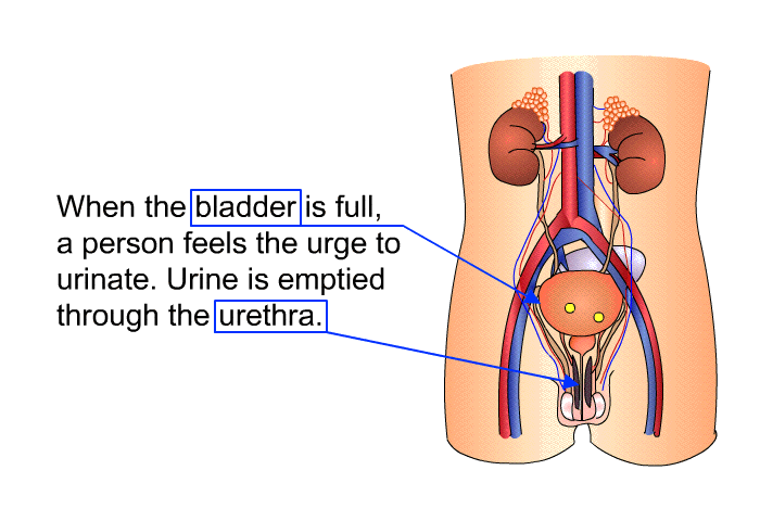 When the bladder is full, a person feels the urge to urinate. Urine is emptied through the urethra.