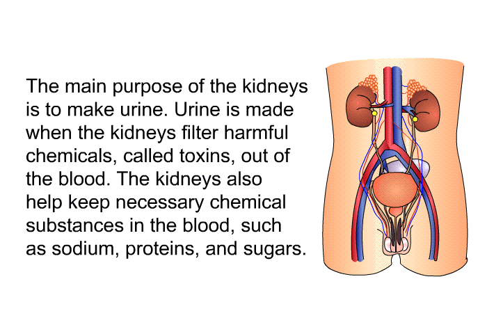 The main purpose of the kidneys is to make urine. Urine is made when the kidneys filter harmful chemicals, called toxins, out of the blood. The kidneys also help keep necessary chemical substances in the blood, such as sodium, proteins, and sugars.