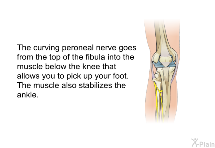 The curving peroneal nerve goes from the top of the fibula into the muscle below the knee that allows you to pick up your foot. The muscle also stabilizes the ankle.