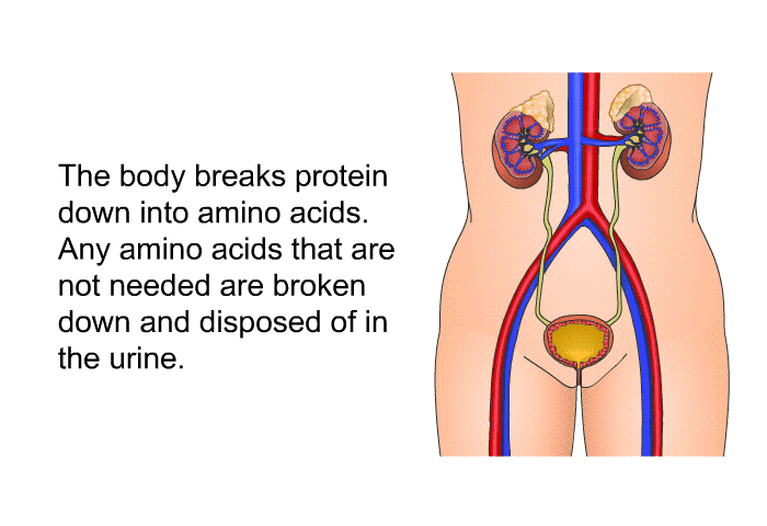 The body breaks protein down into amino acids. Any amino acids that are not needed are broken down and disposed of in the urine.