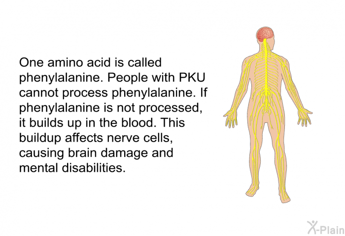 One amino acid is called phenylalanine. People with PKU cannot process phenylalanine. If phenylalanine is not processed, it builds up in the blood. This buildup affects nerve cells, causing brain damage and mental disabilities.