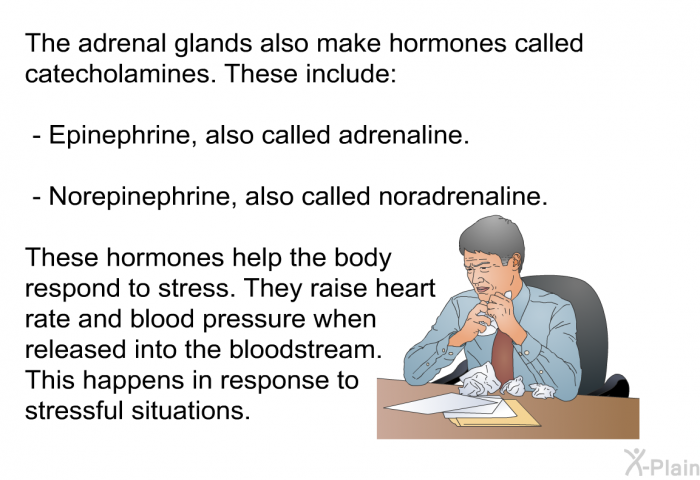 The adrenal glands also make hormones called catecholamines. These include:  Epinephrine, also called adrenaline. Norepinephrine, also called noradrenaline.  
 These hormones help the body respond to stress. They raise heart rate and blood pressure when released into the bloodstream. This happens in response to stressful situations.