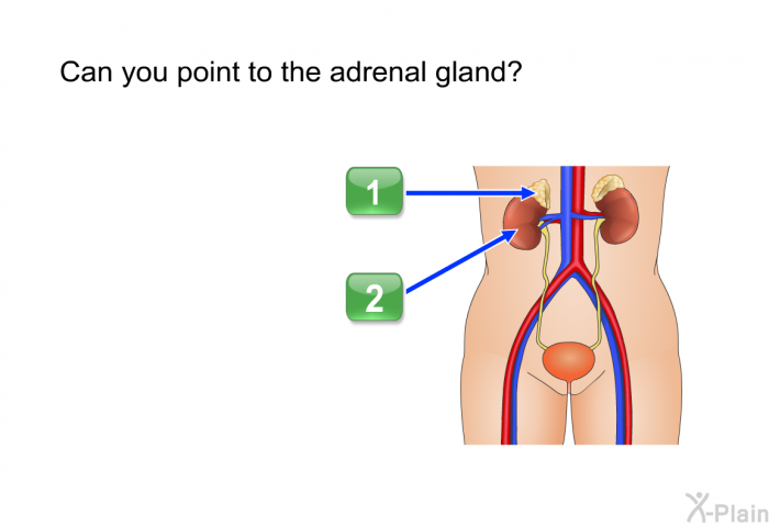 Can you point to the adrenal gland?