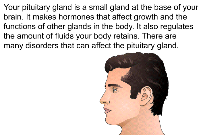 Your pituitary gland is a small gland at the base of your brain. It makes hormones that affect growth and the functions of other glands in the body. It also regulates the amount of fluids your body retains. There are many disorders that can affect the pituitary gland.