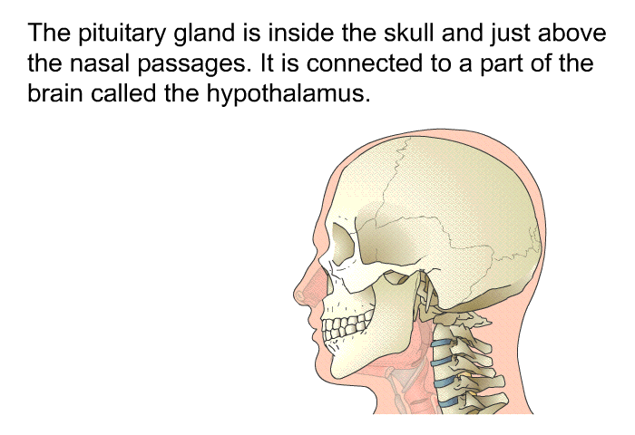 The pituitary gland is inside the skull and just above the nasal passages. It is connected to a part of the brain called the hypothalamus.