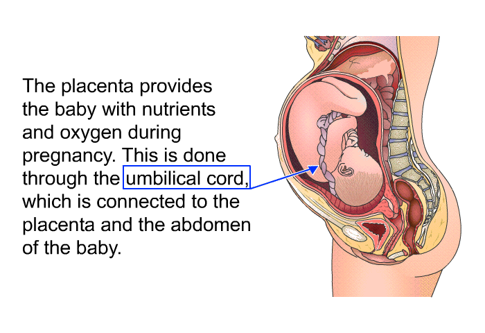 The placenta provides the baby with nutrients and oxygen during pregnancy. This is done through the umbilical cord, which is connected to the placenta and the abdomen of the baby.