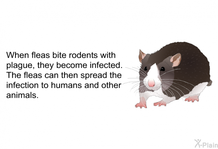 When fleas bite rodents with plague, they become infected. The fleas can then spread the infection to humans and other animals.