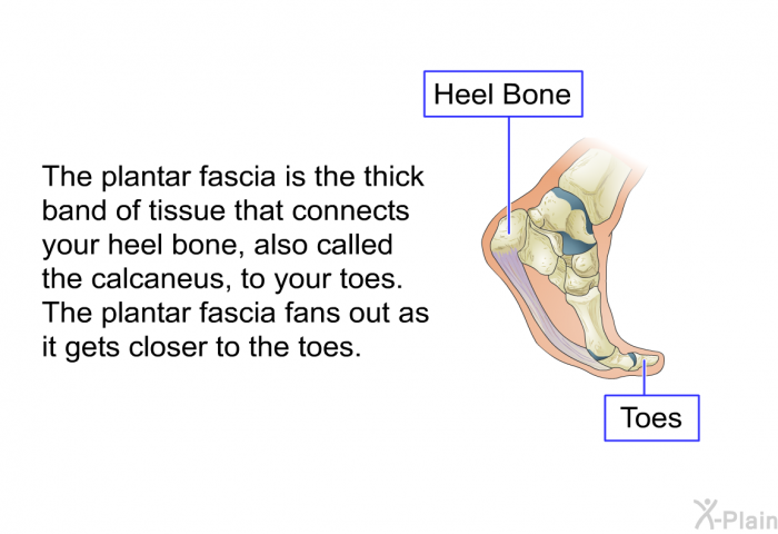 The plantar fascia is the thick band of tissue that connects your heel bone, also called the calcaneus, to your toes. The plantar fascia fans out as it gets closer to the toes.