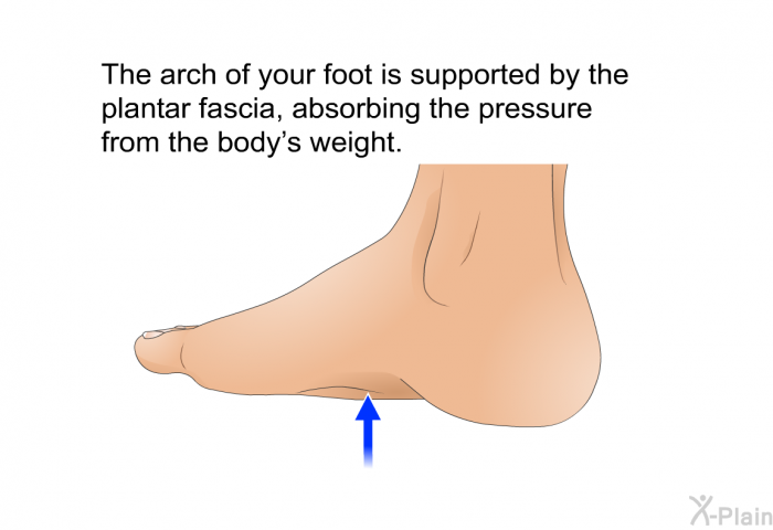 The arch of your foot is supported by the plantar fascia, absorbing the pressure from the body's weight.