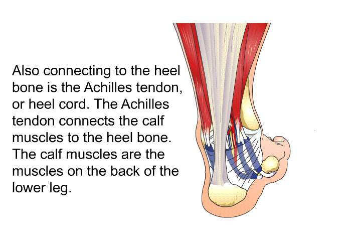 Also connecting to the heel bone is the Achilles tendon, or heel cord. The Achilles tendon connects the calf muscles to the heel bone. The calf muscles are the muscles on the back of the lower leg.