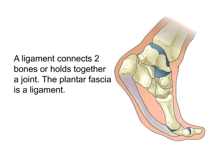 A ligament connects 2 bones or holds together a joint. The plantar fascia is a ligament.