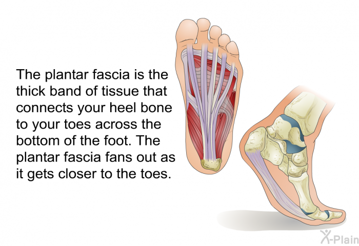 The plantar fascia is the thick band of tissue that connects your heel bone to your toes across the bottom of the foot. The plantar fascia fans out as it gets closer to the toes.