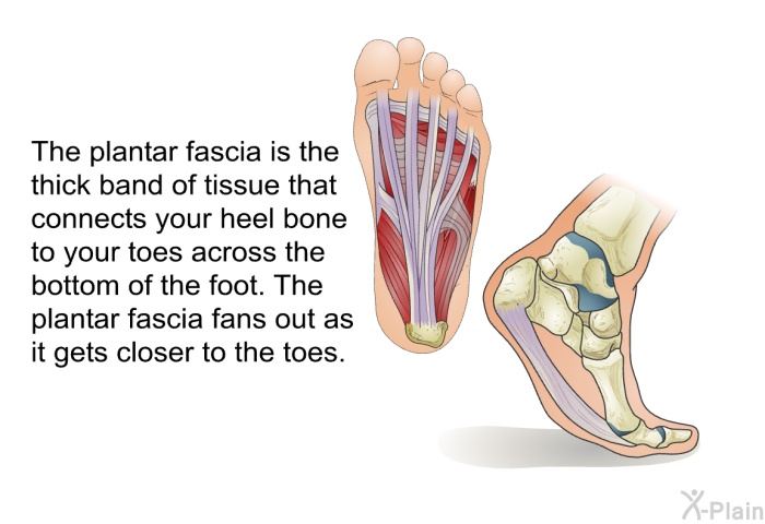 The plantar fascia is the thick band of tissue that connects your heel bone to your toes across the bottom of the foot. The plantar fascia fans out as it gets closer to the toes.