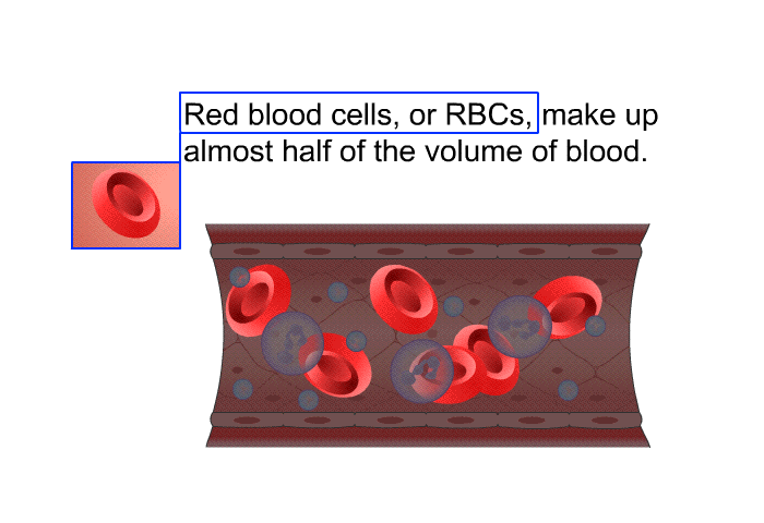 Red blood cells, or RBCs, make up almost half of the volume of blood.