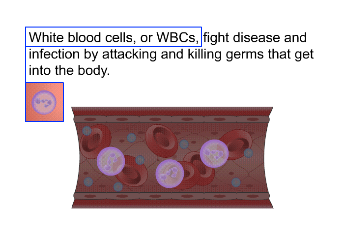 White blood cells, or WBCs, fight disease and infection by attacking and killing germs that get into the body.