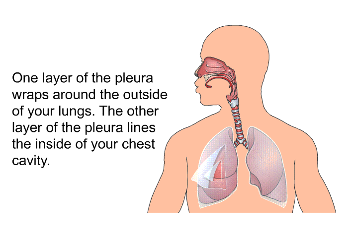 One layer of the pleura wraps around the outside of your lungs. The other layer of the pleura lines the inside of your chest cavity.