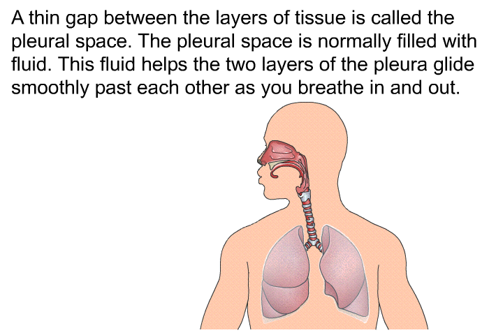 A thin gap between the layers of tissue is called the pleural space. The pleural space is normally filled with fluid. This fluid helps the two layers of the pleura glide smoothly past each other as you breathe in and out.