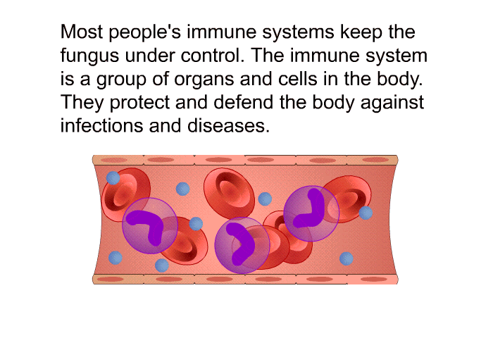 Most people's immune systems keep the fungus under control. The immune system is a group of organs and cells in the body. They protect and defend the body against infections and diseases.