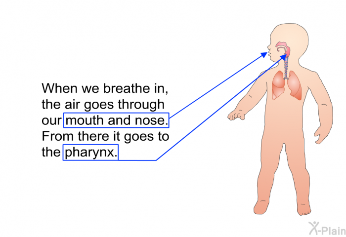 When we breathe in, the air goes through our mouth and nose. From there it goes to the pharynx.