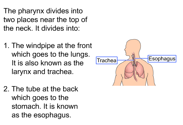 The pharynx divides into two places near the top of the neck. It divides into:  The windpipe at the front which goes to the lungs. It is also known as larynx and trachea. The tube at the back which goes to the stomach. It is known as the esophagus.