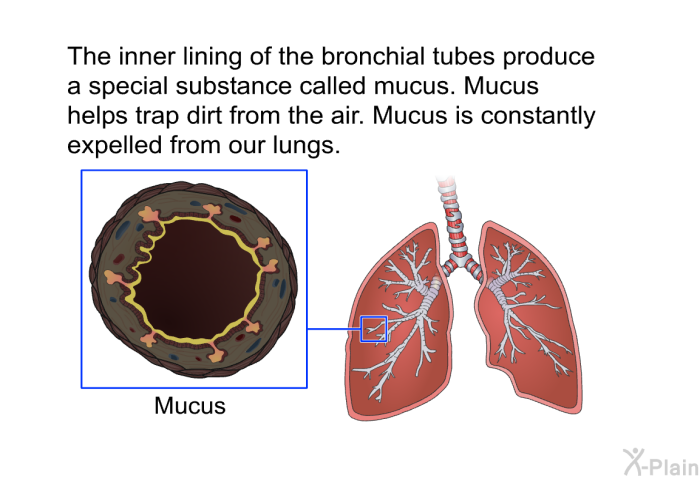 The inner lining of the bronchial tubes produce a special substance called mucus. Mucus helps trap dirt from the air. Mucus is constantly expelled from our lungs.